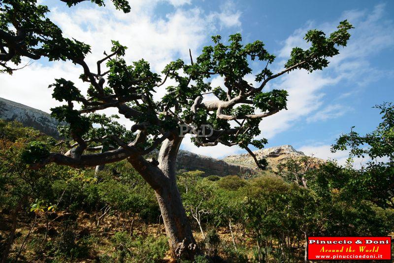 IMG_5429 Sterculia African Socotran.jpg